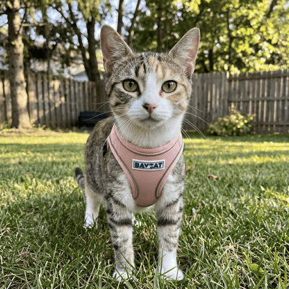 BAYCAT Harness + Leash in Chesapeake Rose