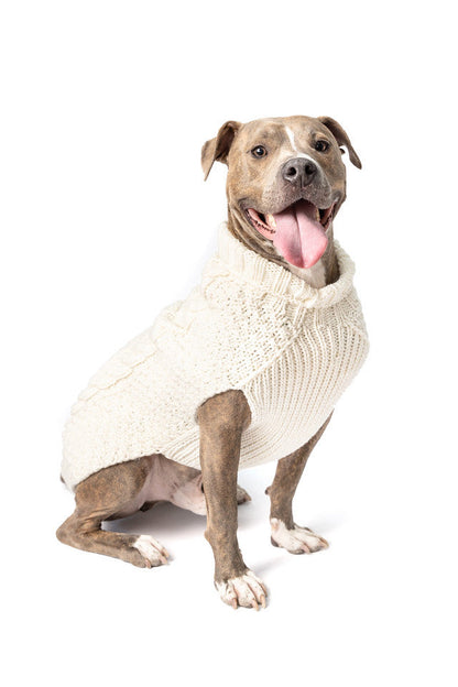 Pitbull dog wearing a cream cable knit sweater