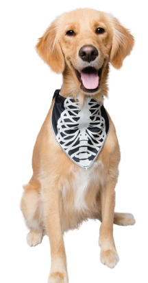 Glow-in-the-Dark Skeleton Bandana- Packs of 12