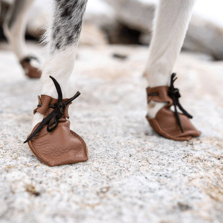 Dog wearing Dog Mocs on a rock
