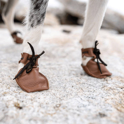 Dog wearing Dog Mocs on a rock