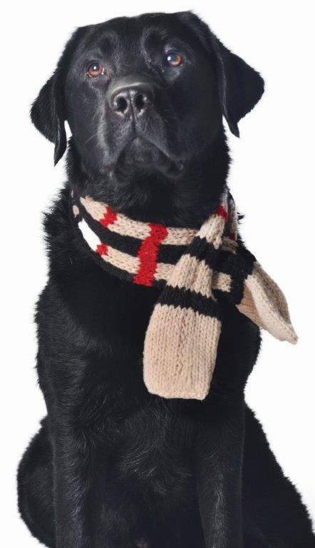 Black Labrador wearing a Chilly Dog Tan Plaid Scarf