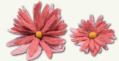 Cat Collars (Accessories)