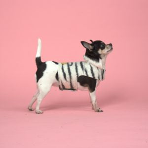 Vest - Animal Print