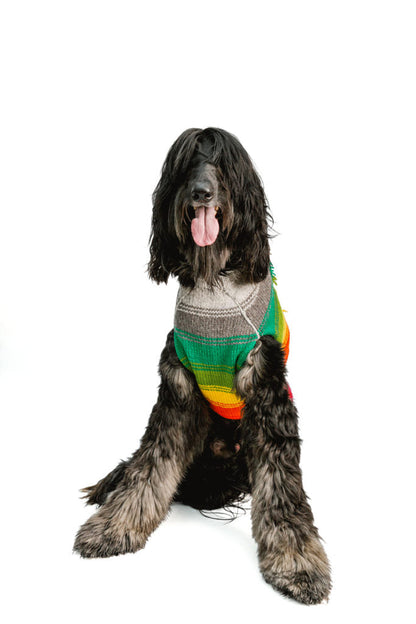 Chilly Dog Novelty Rainbow Mohawk sweater on a long haired dog