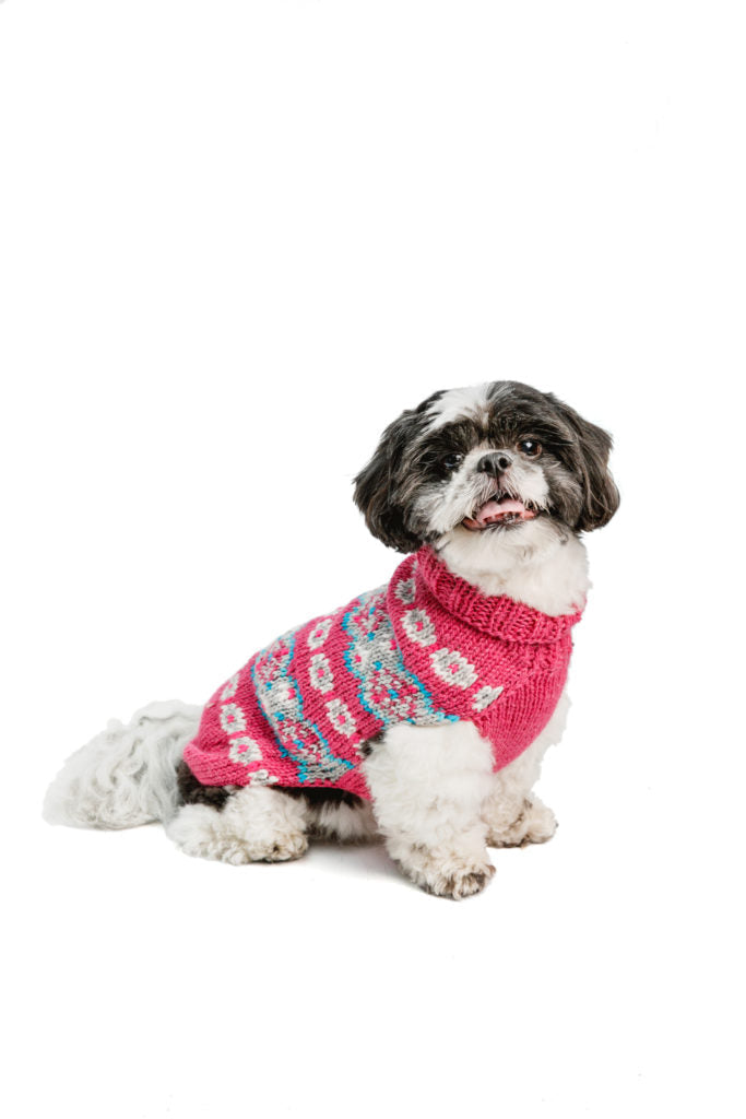 Shih Tzu dog wearing a pink, blue, and white patterned sweater