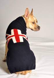 Dog wearing a navy blue sweater with a red and white Union Jack flag design on its back