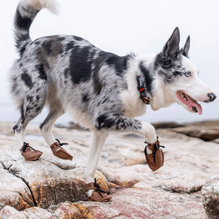 Dog in all four Dog Mocs on rocky terrain