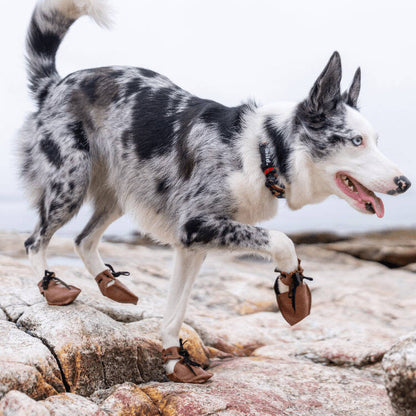 Dog in all four Dog Mocs on rocky terrain